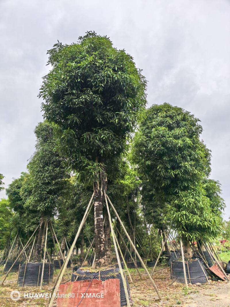 大量供应4~50公分扁桃袋苗假植苗