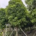 大量供应4~50公分扁桃袋苗假植苗