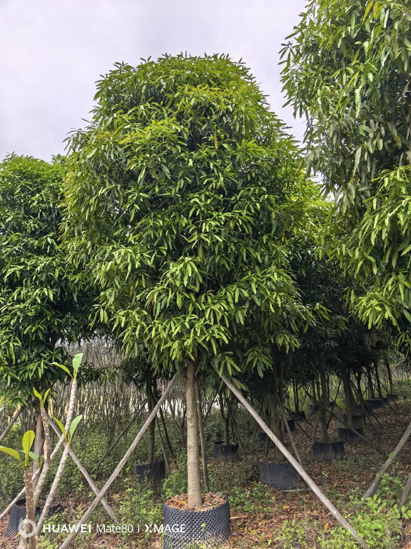 大量供应4~50公分扁桃袋苗假植苗