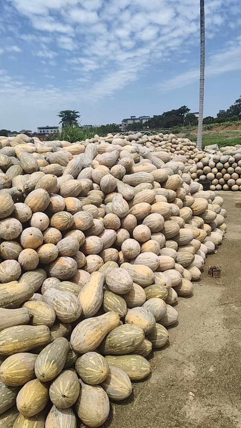 金韩密本万亩产地全国代发档口市场电商外贸欢迎合作质量三包