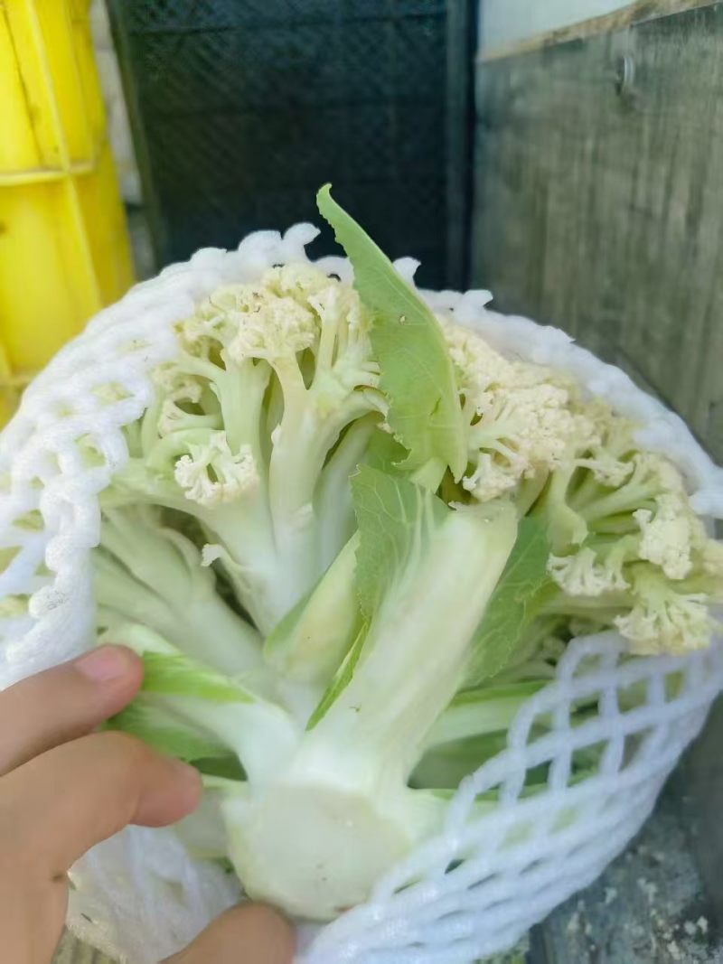 有机菜花，小米花，有机花菜，有机花，菜花