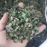 绣花针中草药正品绣花针无硫熏干净无杂绣花针
