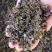 葛花中药材正品葛根花干花无硫正品保证大花小花