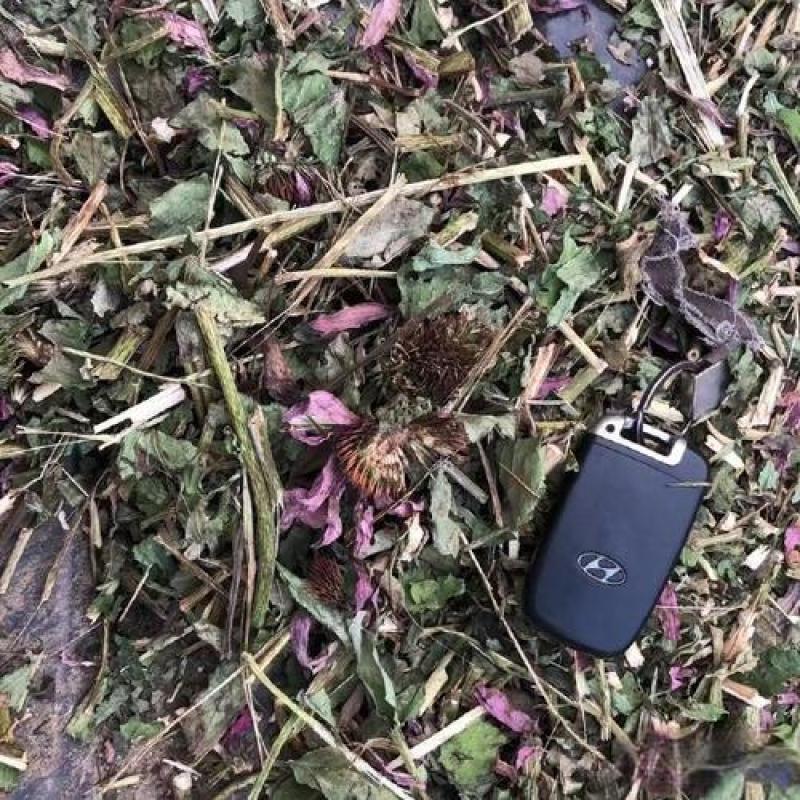 紫雏菊中药材紫锥菊新货正品松果菊紫锥花紫雏菊