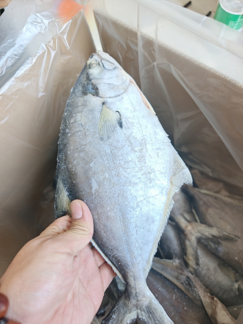 山东威海石岛二去南美鲳鱼300-500g