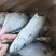 山东威海石岛二去南美鲳鱼300-500g