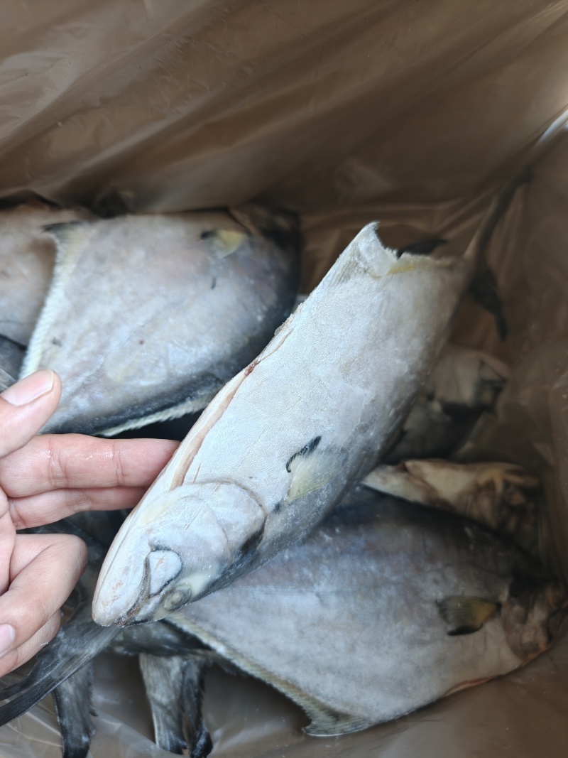 山东威海石岛二去南美鲳鱼300-500g