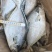 山东威海石岛二去南美鲳鱼300-500g