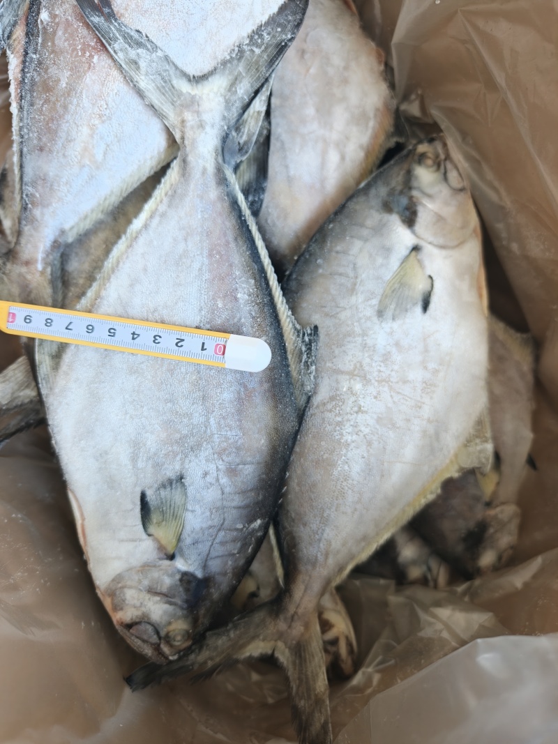 山东威海石岛二去南美鲳鱼300-500g
