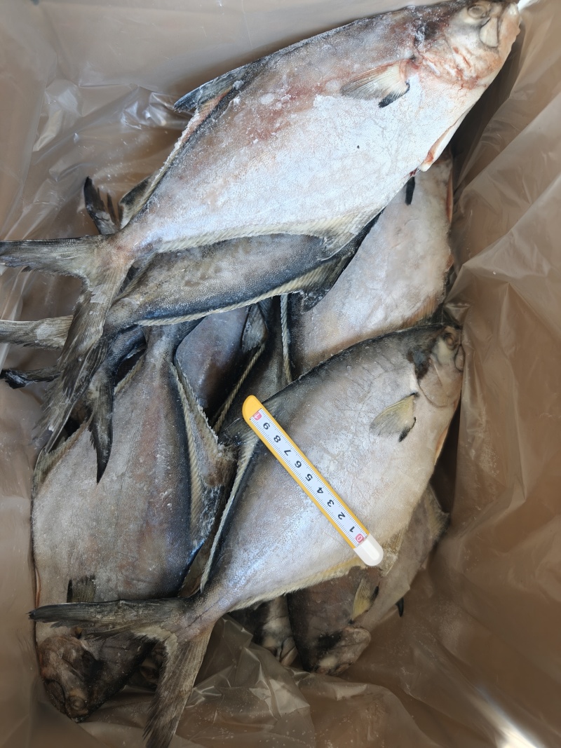 山东威海石岛二去南美鲳鱼300-500g