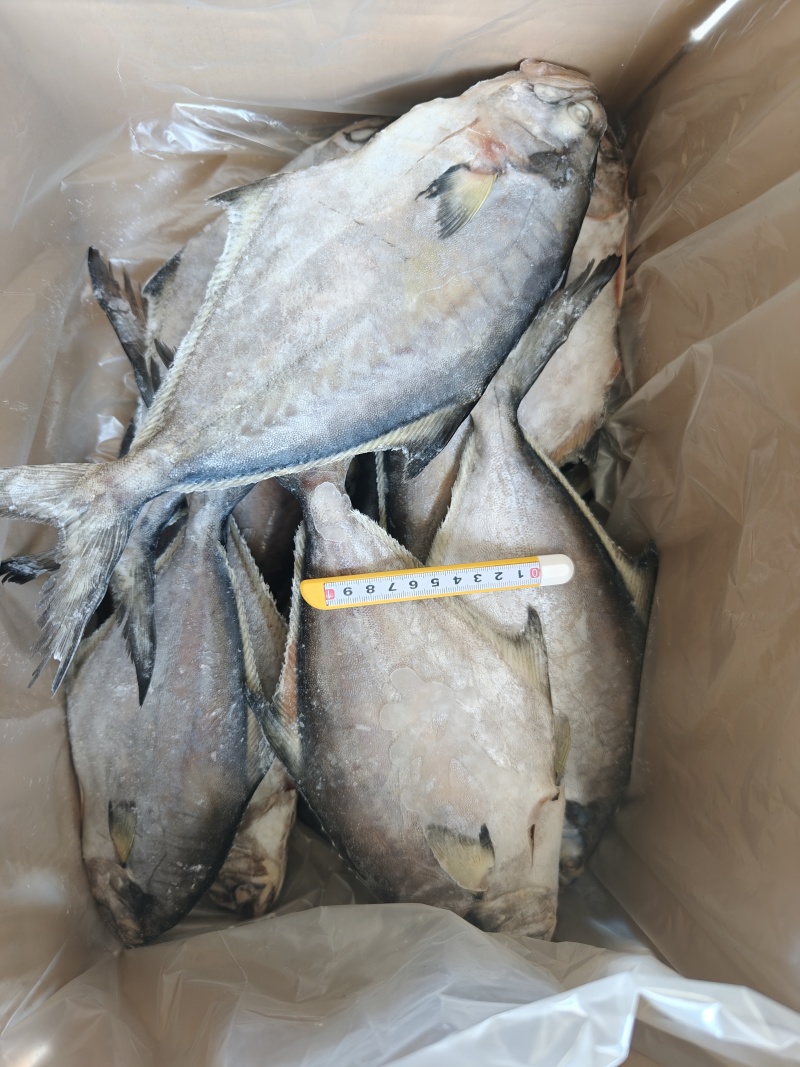 山东威海石岛二去南美鲳鱼300-500g