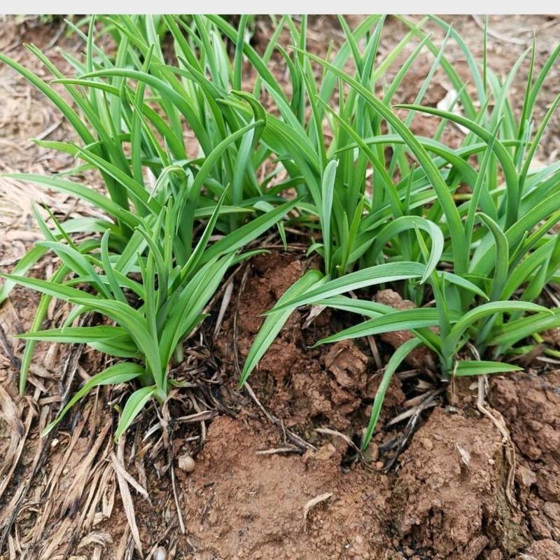 黄花菜种苗根苗可食用特产粗高产四季种植易活祁东县发货