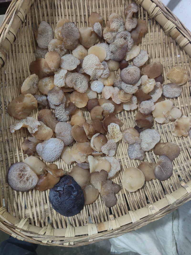野生杂木耳