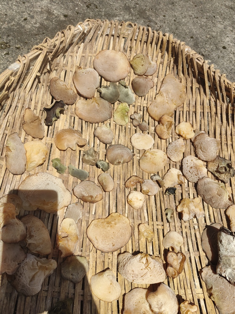 野生杂木耳