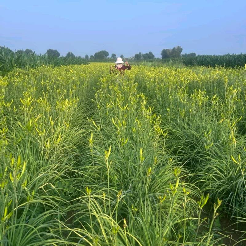 祁东黄花菜根黄花菜种苗苗粗根系发达高产易成活耐热耐寒四季