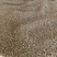 大别山野生/天葵子/紫背天葵子/千年老鼠屎/26年新货