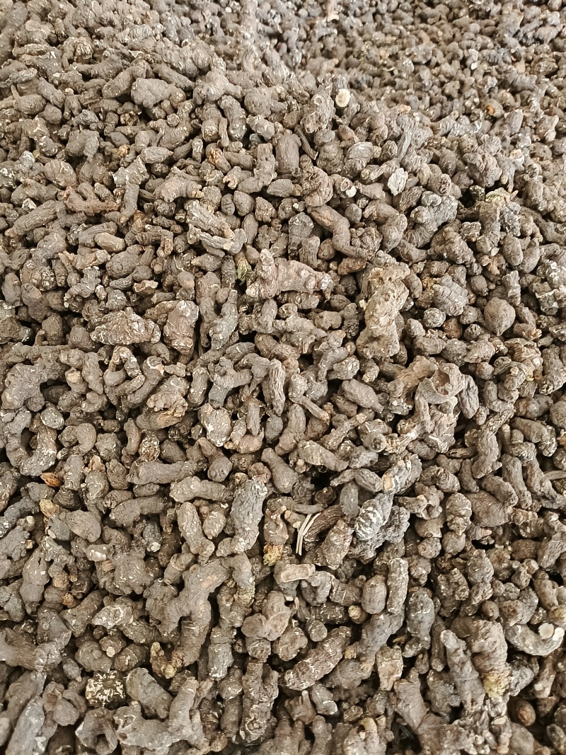 大别山野生/天葵子/紫背天葵子/千年老鼠屎/26年新货
