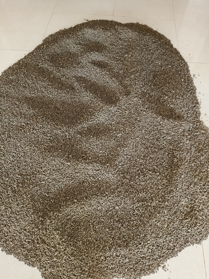 大别山野生/天葵子/紫背天葵子/千年老鼠屎/26年新货