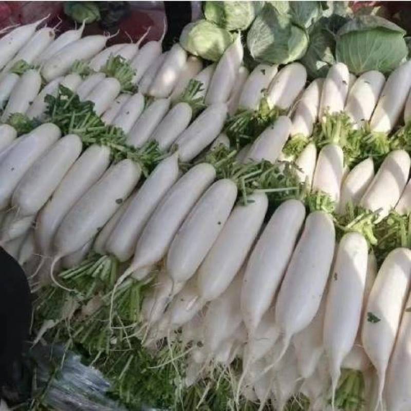 新韩雪白玉萝卜种子夏季耐热品种花叶白萝卜品种,长圆形品种