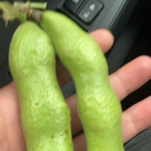 南通大豆大量开始了