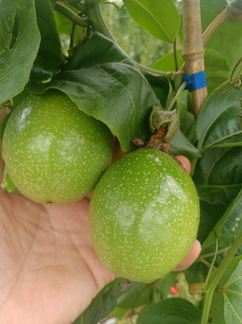 钦密九号百香果