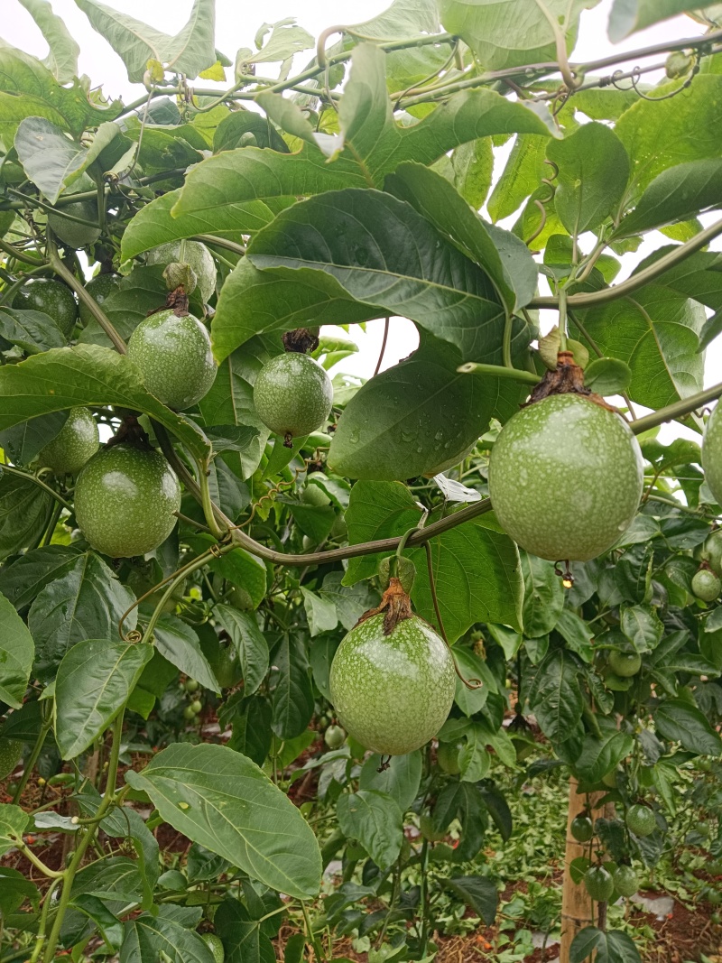 钦密九号百香果