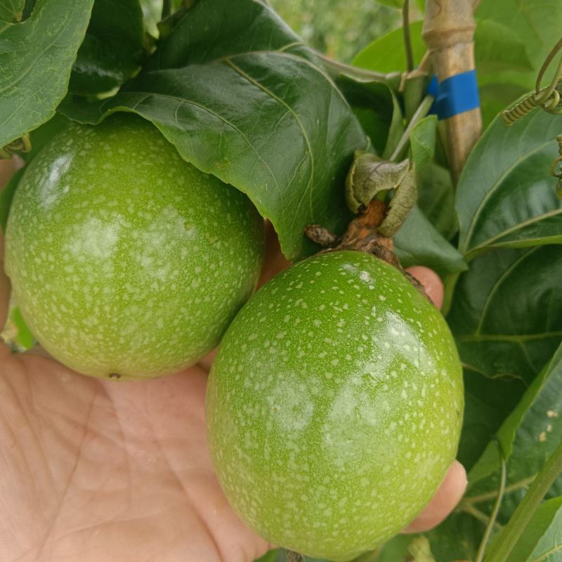 钦密九号百香果