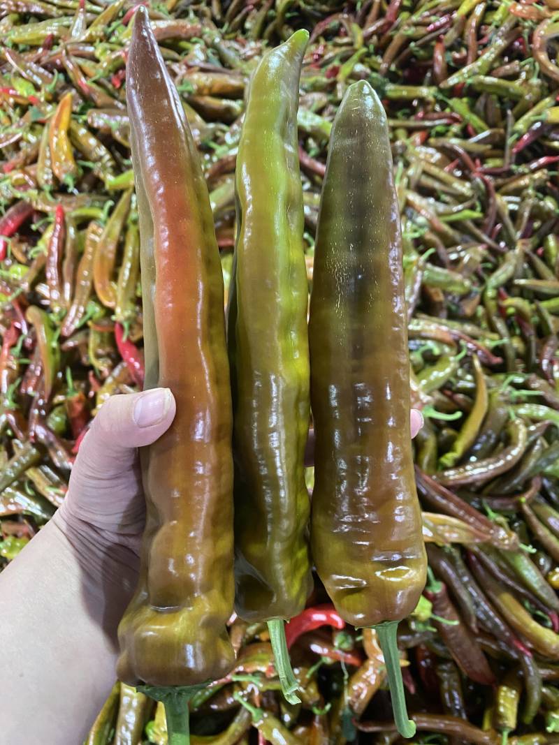 红尖椒