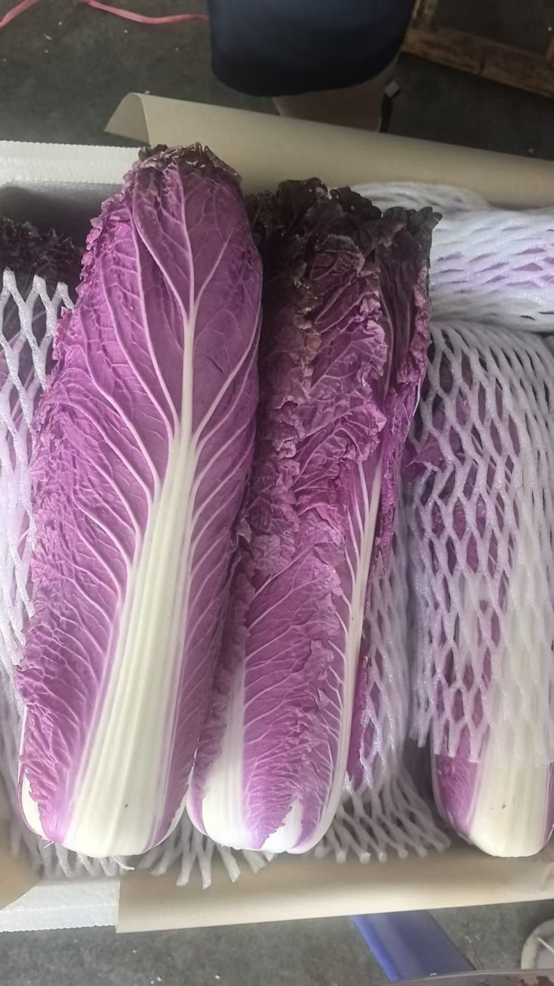 紫白菜