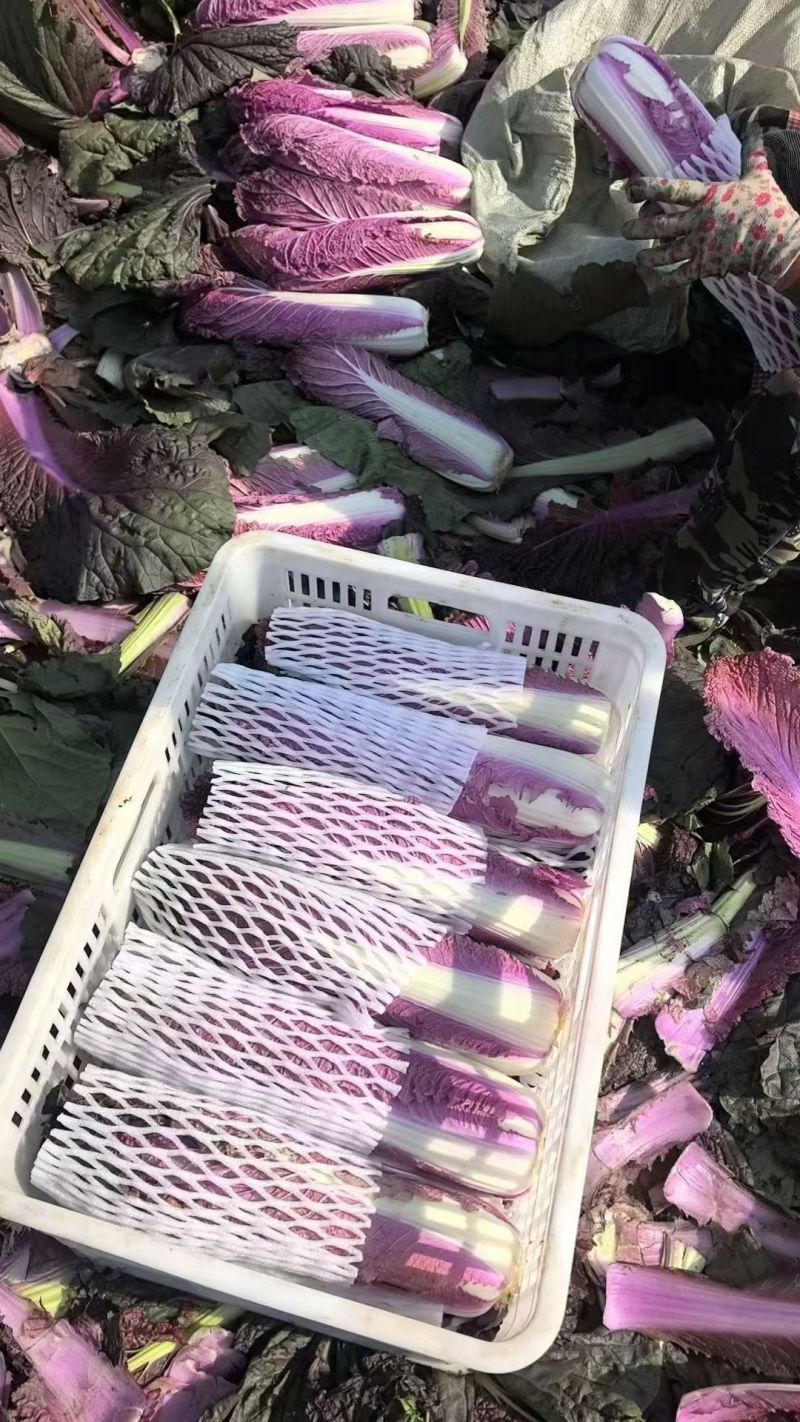 紫白菜