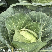 甘蓝圆包菜大量现货供应，规格齐全，可视频看货价格可谈