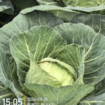甘蓝圆包菜大量现货供应，规格齐全，可视频看货价格可谈