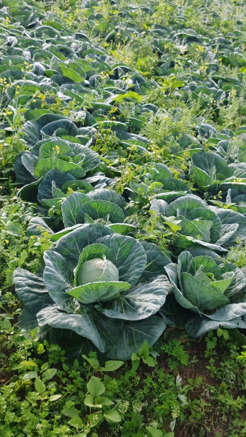 甘蓝圆包菜大量现货供应，规格齐全，可视频看货价格可谈