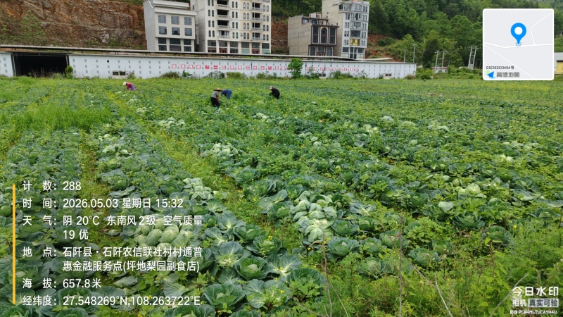 甘蓝圆包菜大量现货供应，规格齐全，可视频看货价格可谈