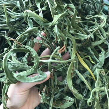 精品化石草，大叶，中叶，小叶，细叶都有货