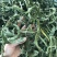 精品化石草，大叶，中叶，小叶，细叶都有货