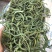 精品化石草，大叶，中叶，小叶，细叶都有货