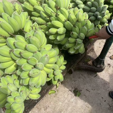 苹果焦