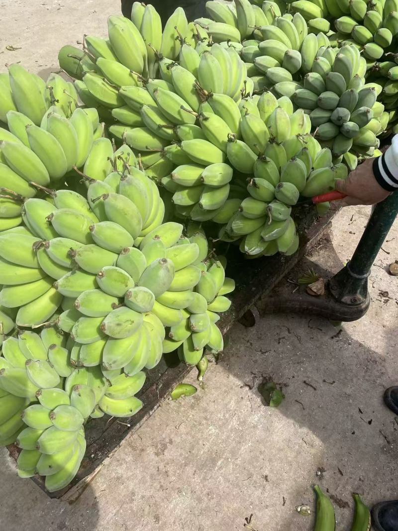 苹果焦