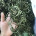 精品化石草，大叶，中叶，小叶，细叶都有货