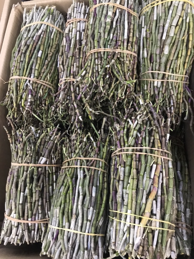 优质铁皮石斛鲜条上现货秒发保质保真价格优惠