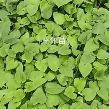 蜘蛛香，马蹄香，养血连