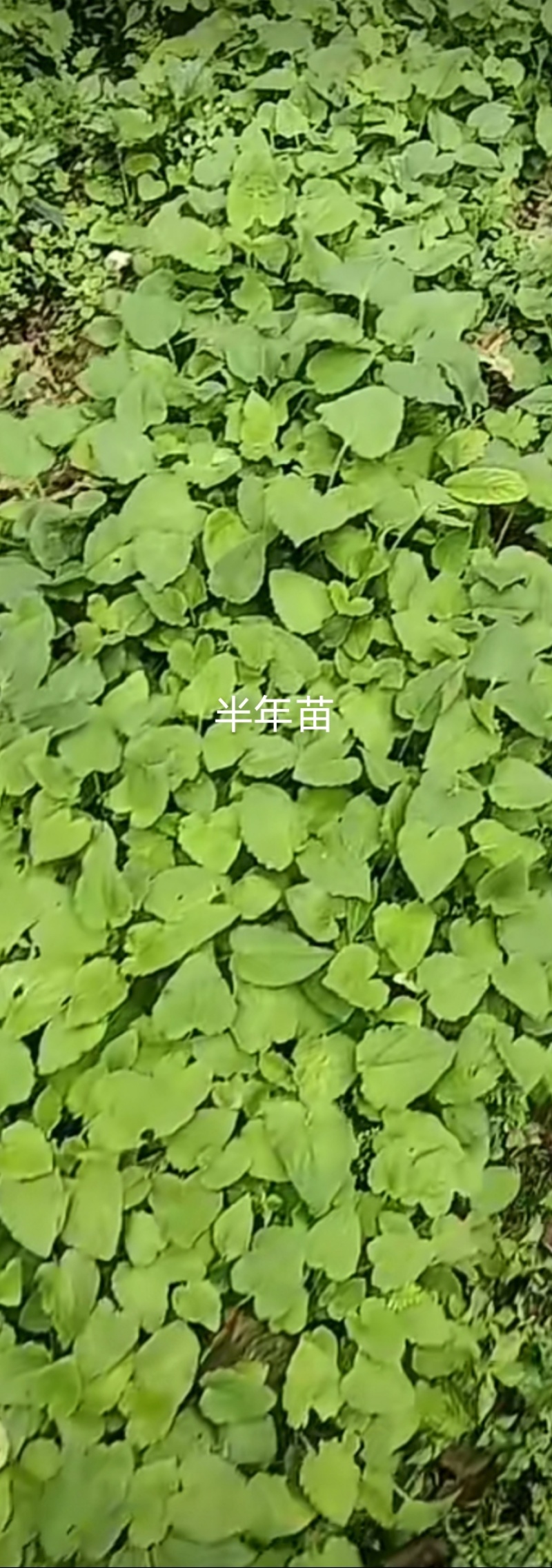 蜘蛛香，马蹄香，养血连