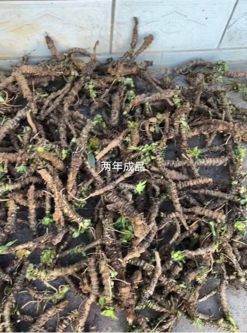 蜘蛛香，马蹄香，养血连