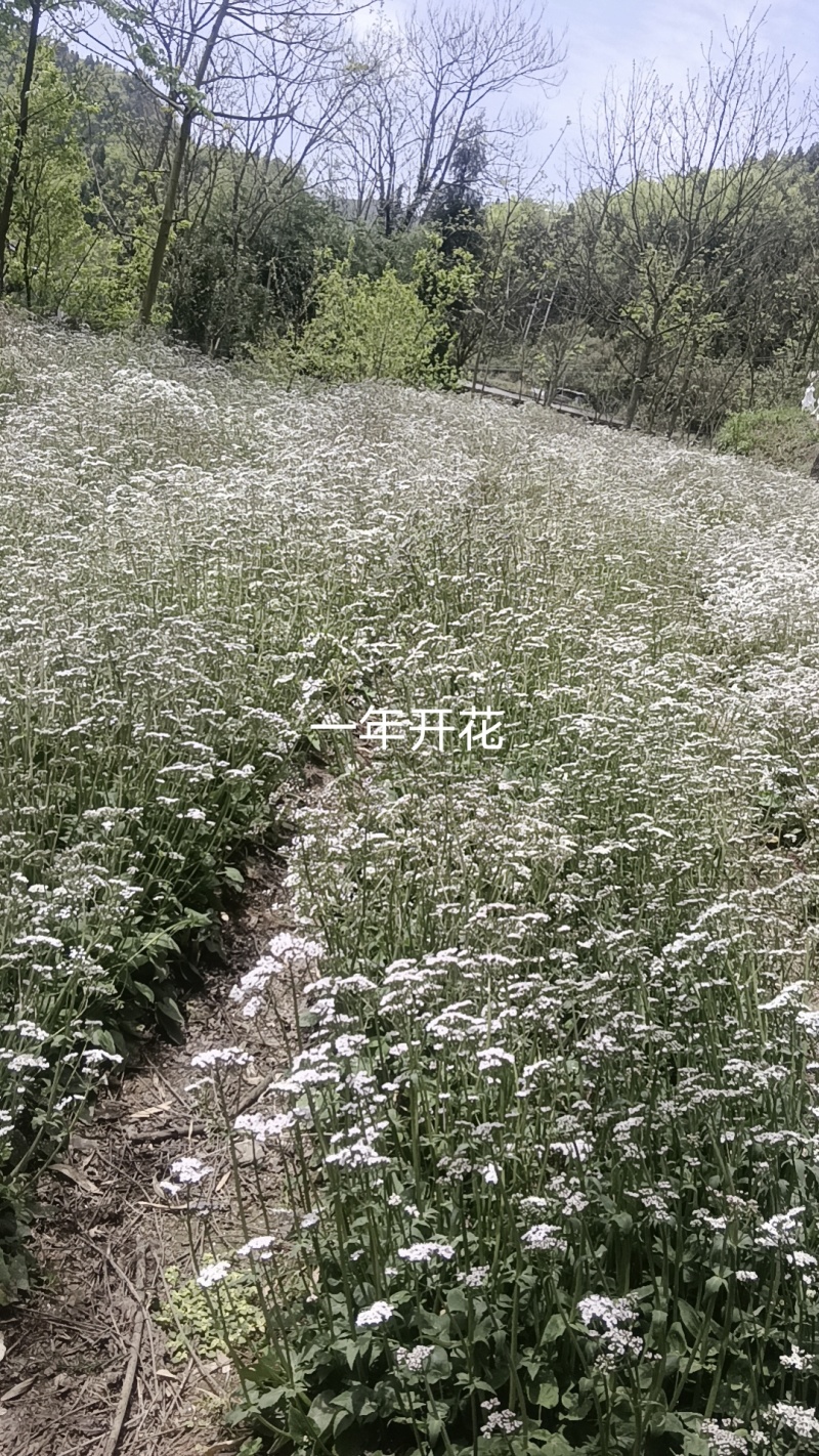 蜘蛛香，马蹄香，养血连