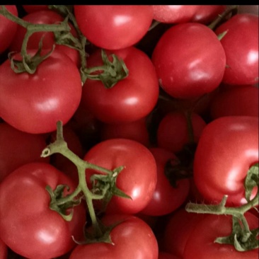 大红硬粉西红柿🍅
