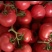 大红硬粉西红柿🍅