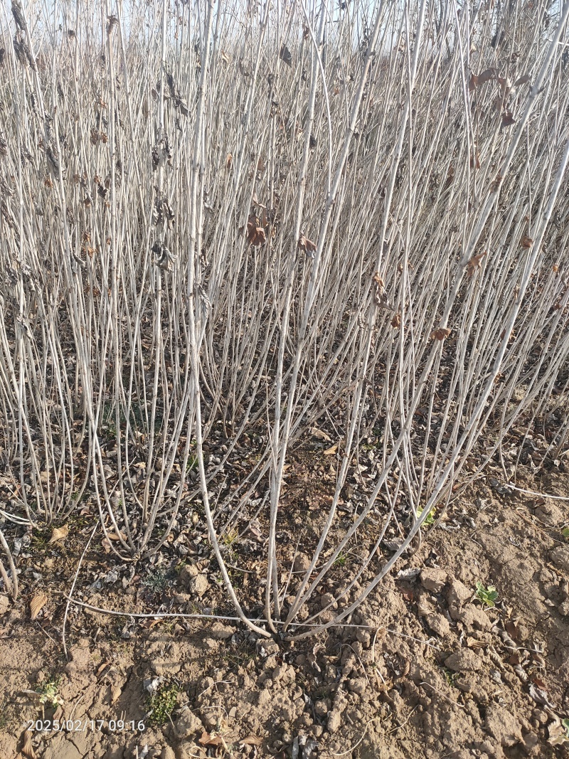 出售红王子锦带色块苗红王子锦带球规格齐全