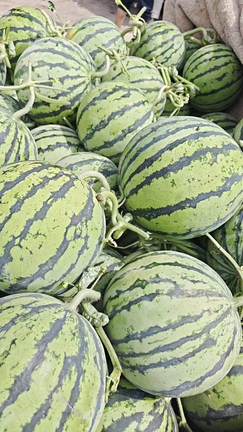 麒麟西瓜品质保证产地直发。支持代采代发落地配等模式