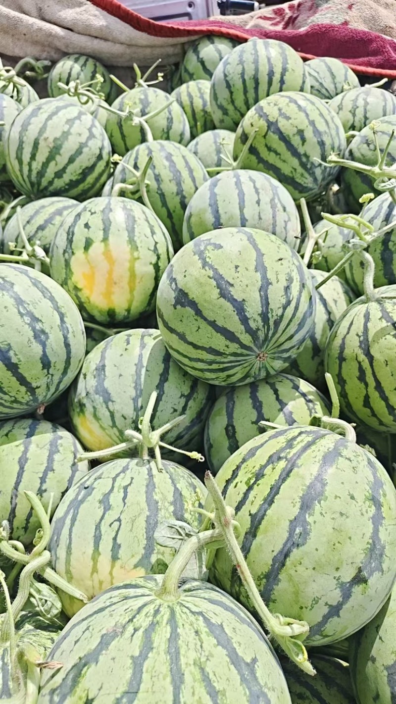 麒麟西瓜品质保证产地直发。支持代采代发落地配等模式